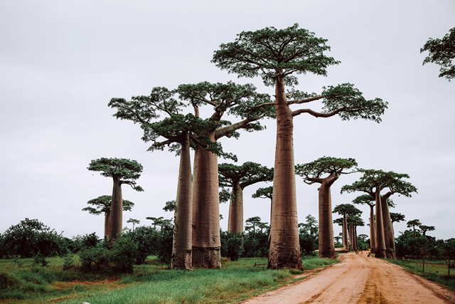 28 BLACK BAOBAB