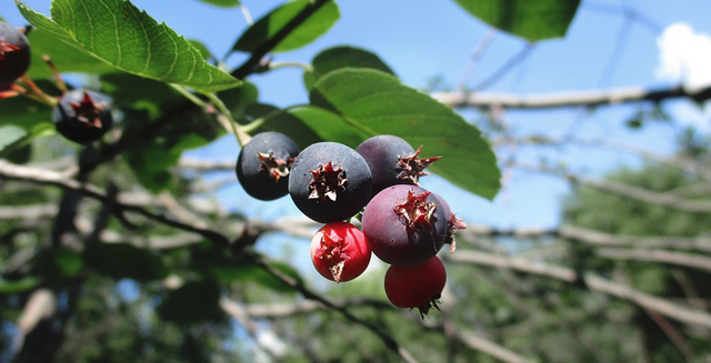 BEAVER BUZZ ENERGY SASKATOON BERRY